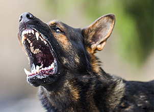 Dog Bites